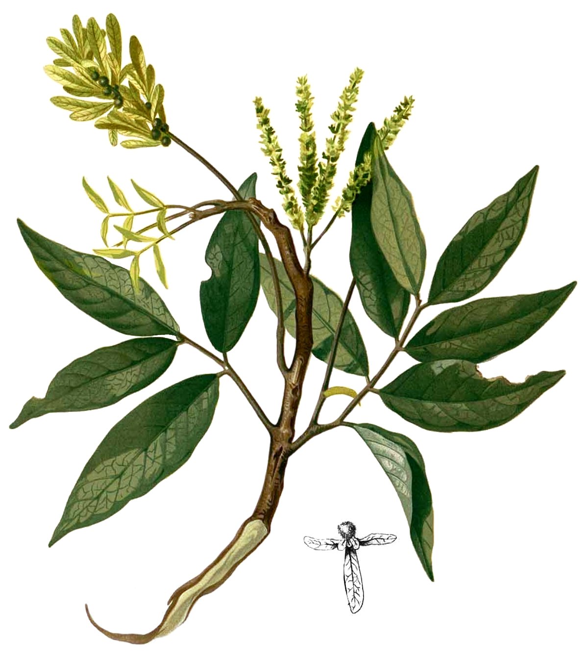 Cây Chẹo bông. Engelhardtia spicata Lesch. ex Blume - Cây Thuốc Nam Quanh Ta